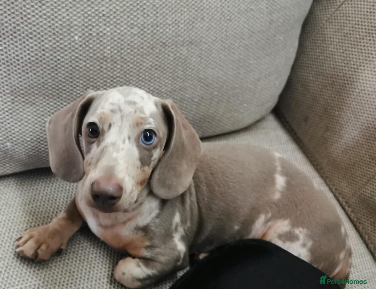 Miniature Dachshund dogs beautiful isabella dapple boy with striking eyes  - Advert 11