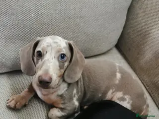 Miniature Dachshund dogs beautiful isabella dapple boy with striking eyes - Advert 3