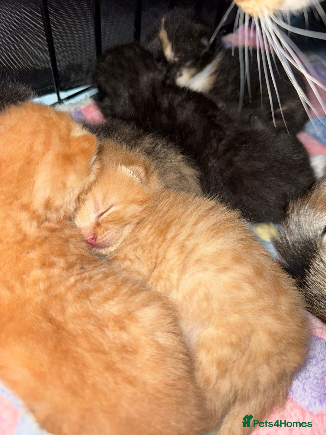 British Shorthair cats for sale: BRITISH SHORTHAIR CROSS OCICAT KITTENS - Image 5