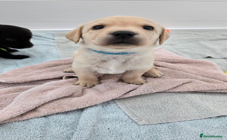 Labrador Retriever dogs - Advert 2