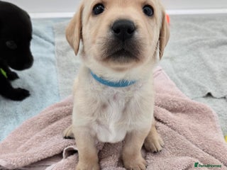 Labrador Retriever dogs 💙Final Labrador Pup available💙 - Advert 17