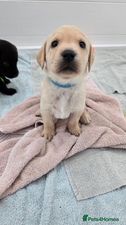 Labrador Retriever dogs - Advert 2