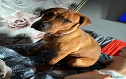 Mixed Breed dogs for sale: Female dog  - Image 1