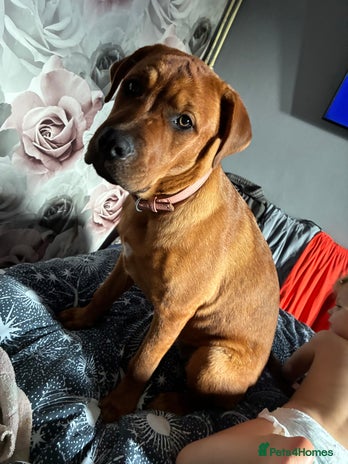 Mixed Breed dogs - Advert 1