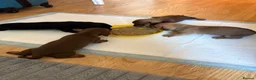 Dachshund dogs for sale: Miniature dachshund puppies  in Kelso - Advert 1