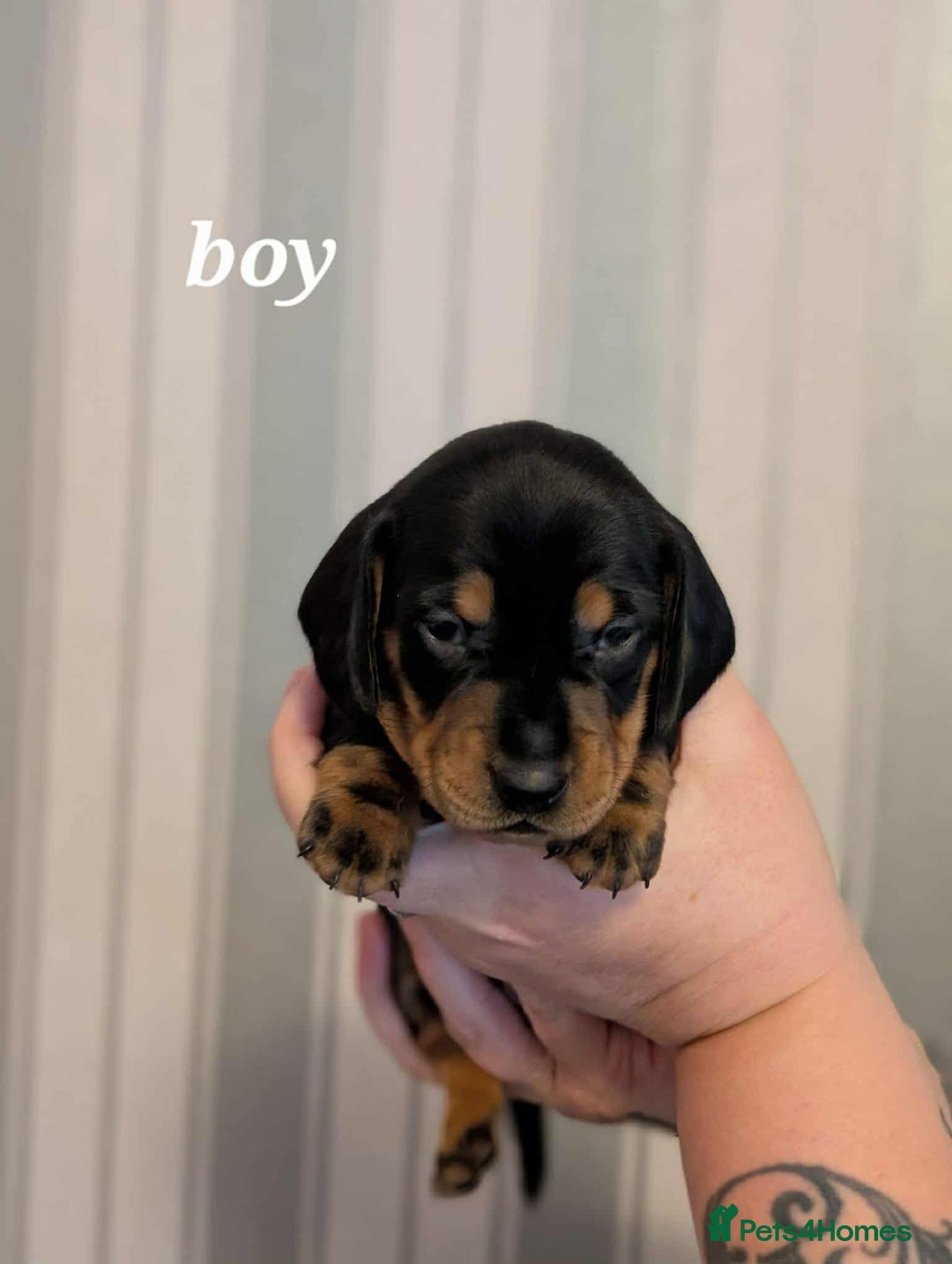 Miniature Dachshund dogs for sale: Miniature Dachshund Puppies For Sale  - Advert 5