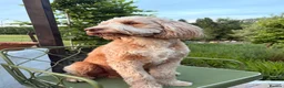 Double Doodle dogs for stud: First time Stud - handsome caramel double doodle - Advert 2