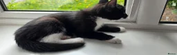 Mixed Breed cats for sale: Lovely kittens 🐈‍⬛ - Advert 4