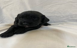 Sproodle dogs for sale: F1 Miniature Sproodles from Health Tested Parents. - Image 9