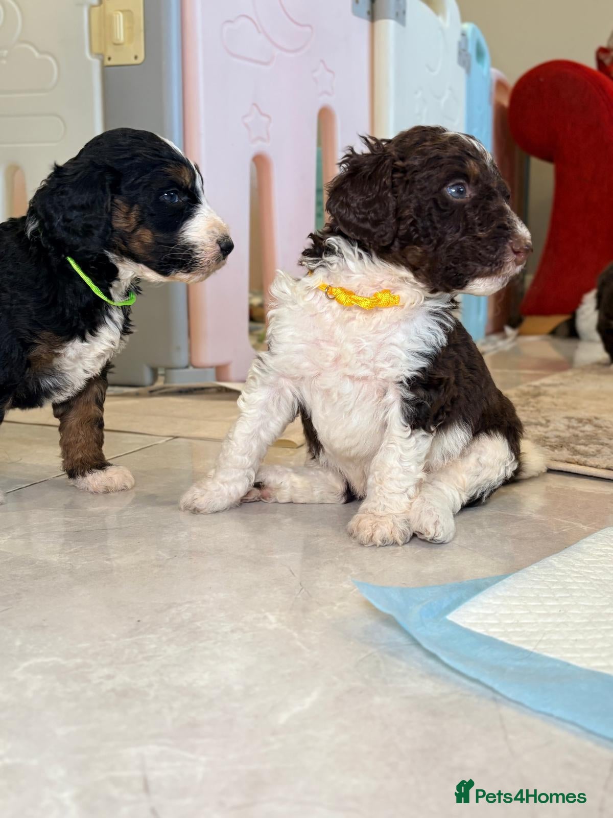 Bernedoodle dogs F1b health tested bernedoodle pups - Advert 1