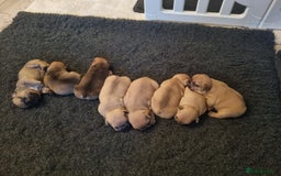 French Bulldog dogs for sale: French Bulldog puppies - Image 7