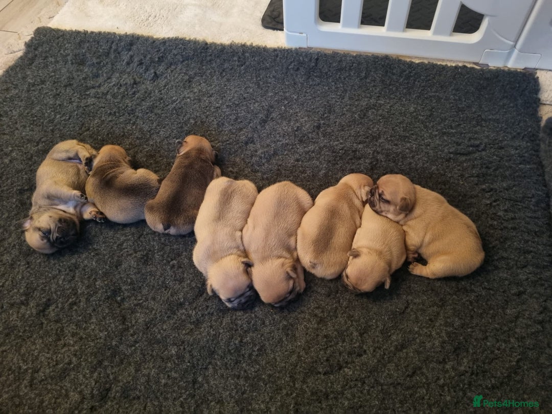 French Bulldog dogs for sale: French Bulldog puppies - Image 7