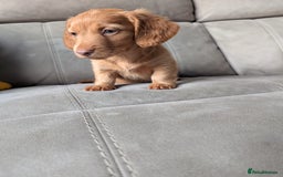 Miniature Dachshund dogs for sale: ✨ KC Piebald & Longhair Miniature Dachshund✨ - Image 6