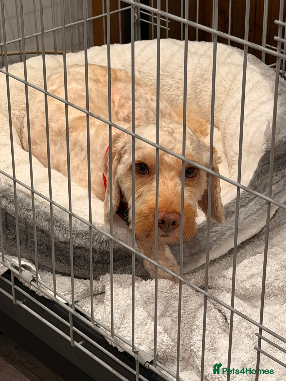 Cockapoo dogs for sale: Hypoallergenic boy cockapoo fully trained  - Image 10