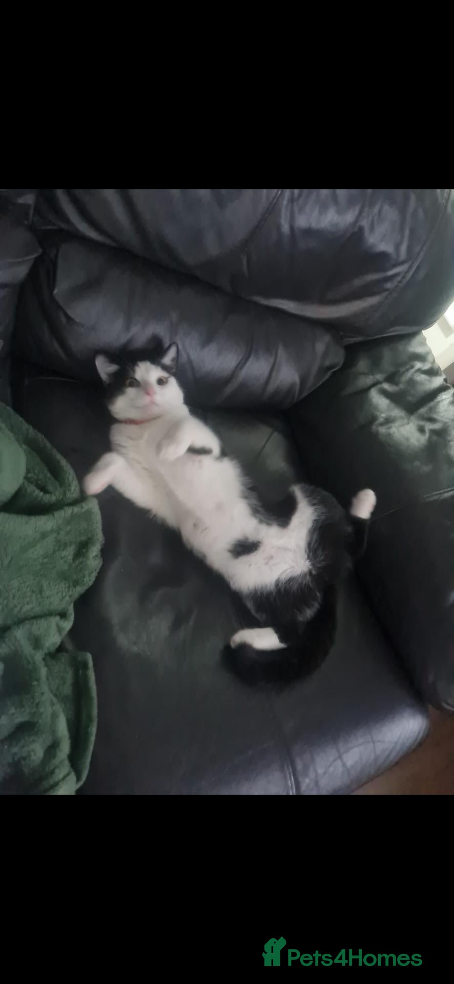 Mixed Breed cats Franky  - Advert 1