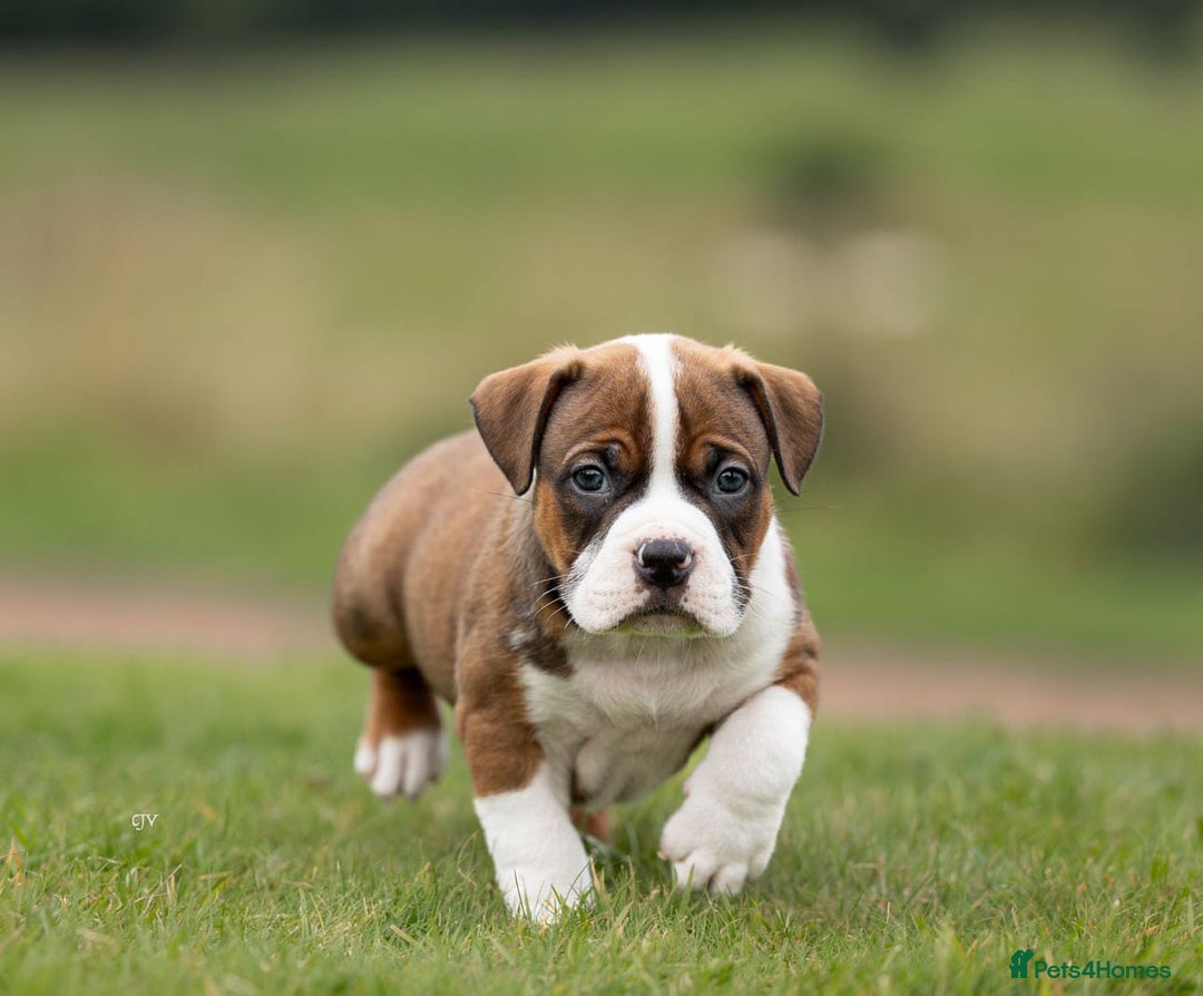 American Bully dogs for sale: RemmyXHienz litter 6 beautiful puppies  - Image 6