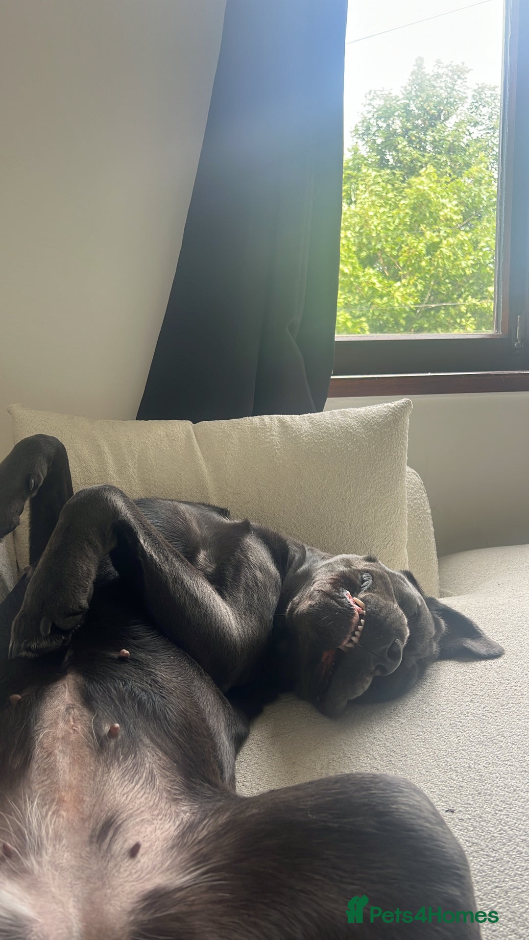 Cane Corso dogs for sale: Cane corso - Image 2