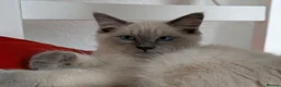Ragdoll cats for sale: STILL WAITING  - Advert 13