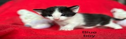 Mixed Breed cats for sale: Black and White fluffy kittens  - Advert 7