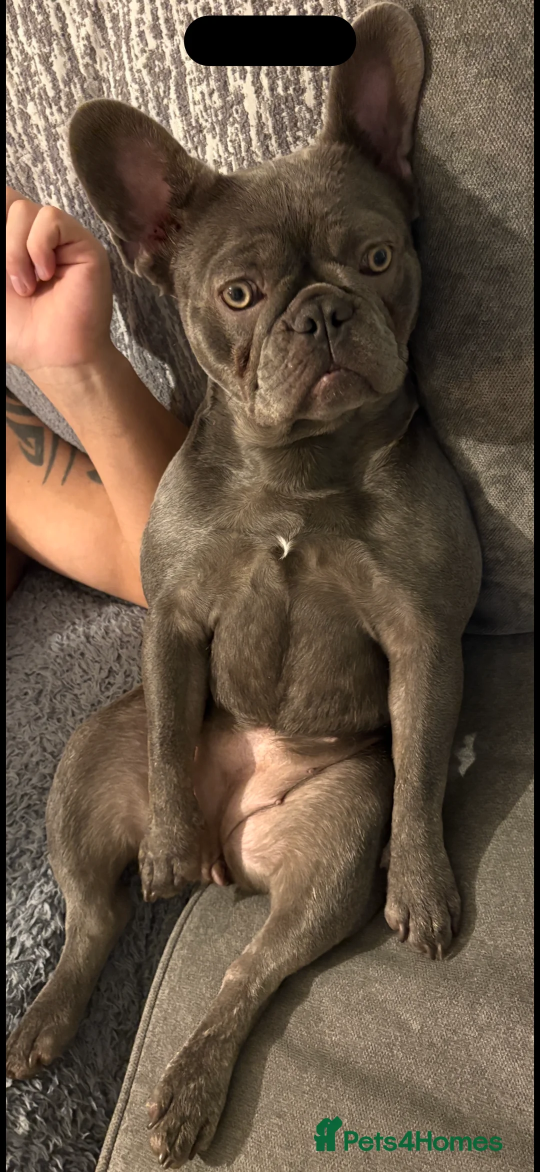 French Bulldog dogs for sale: Blue Brindle Female Frenchie – 9 Months Old 🐶 - Advert 2