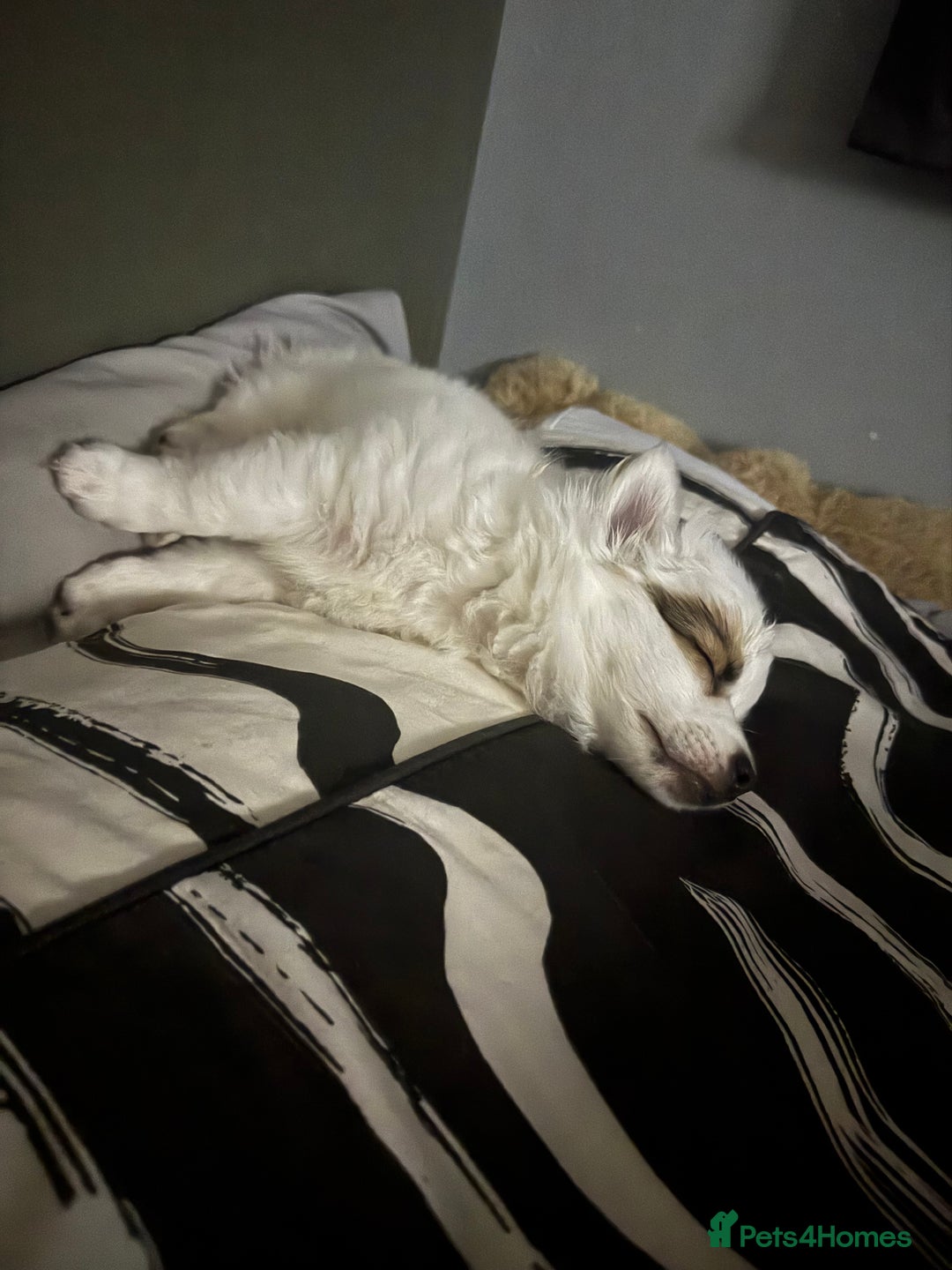 Mixed Breed dogs for sale: chihuahua, Pomeranian jack Russell puppy   - Advert 9