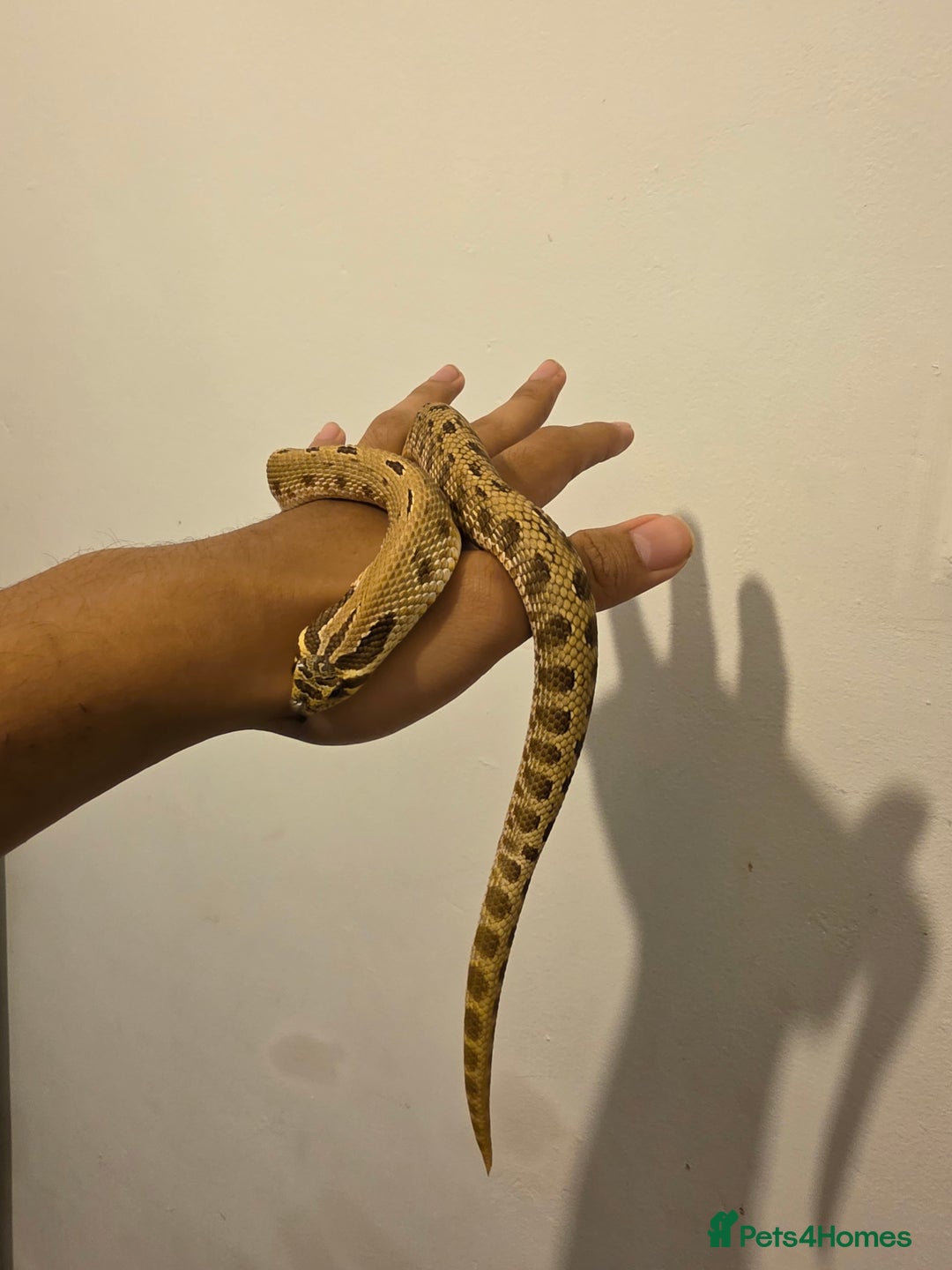 Snake reptiles for sale: CB22 Male Conda Het Albino Hognose  - Advert 2