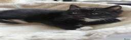 Mixed Breed cats for sale: Dribble - Advert 2