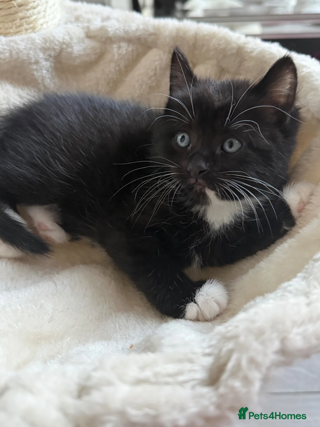Mixed Breed cats for sale: Dribble - Advert 2