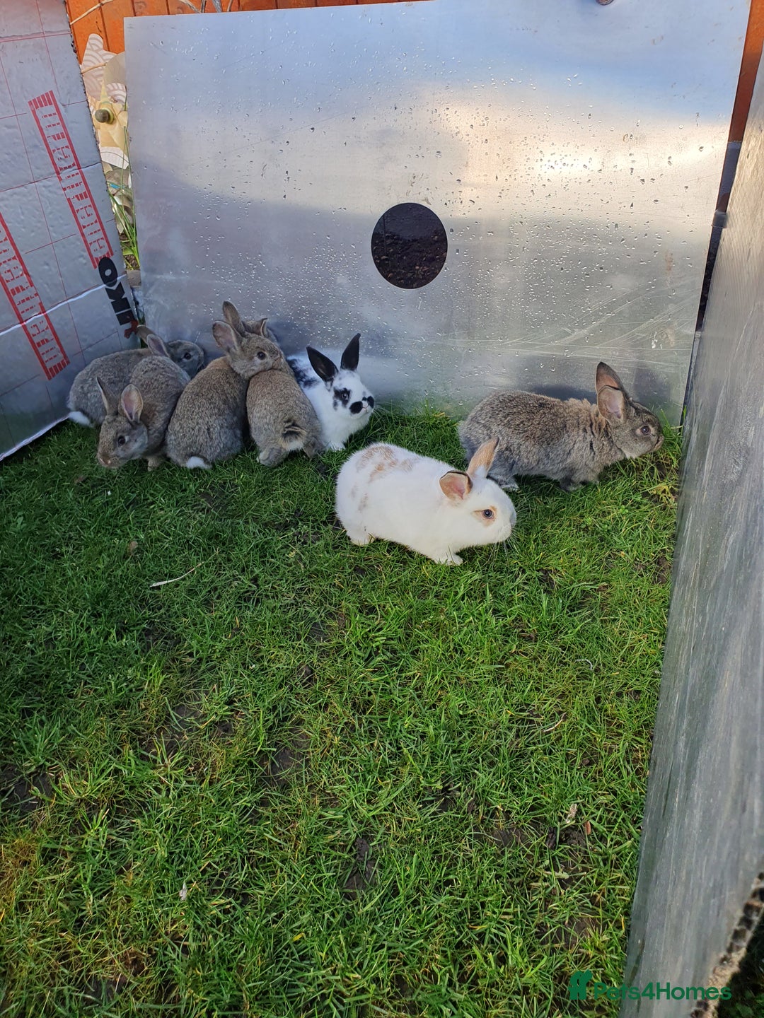 Mixed Breed rabbits for sale: Rabbits for sale  - Advert 5