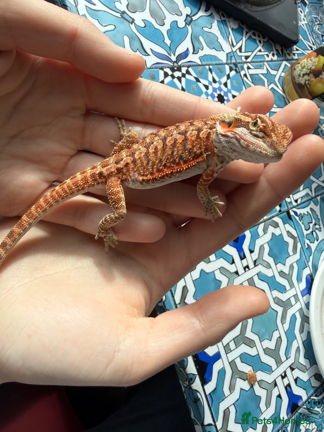 Bearded Dragon reptiles for sale: Bearded Dragon baby  - Advert 1
