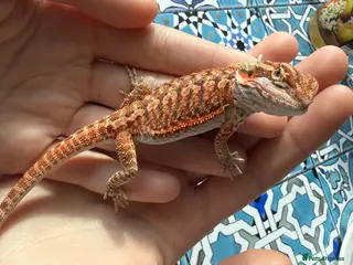 Bearded Dragon reptiles Bearded Dragon baby - Advert 15