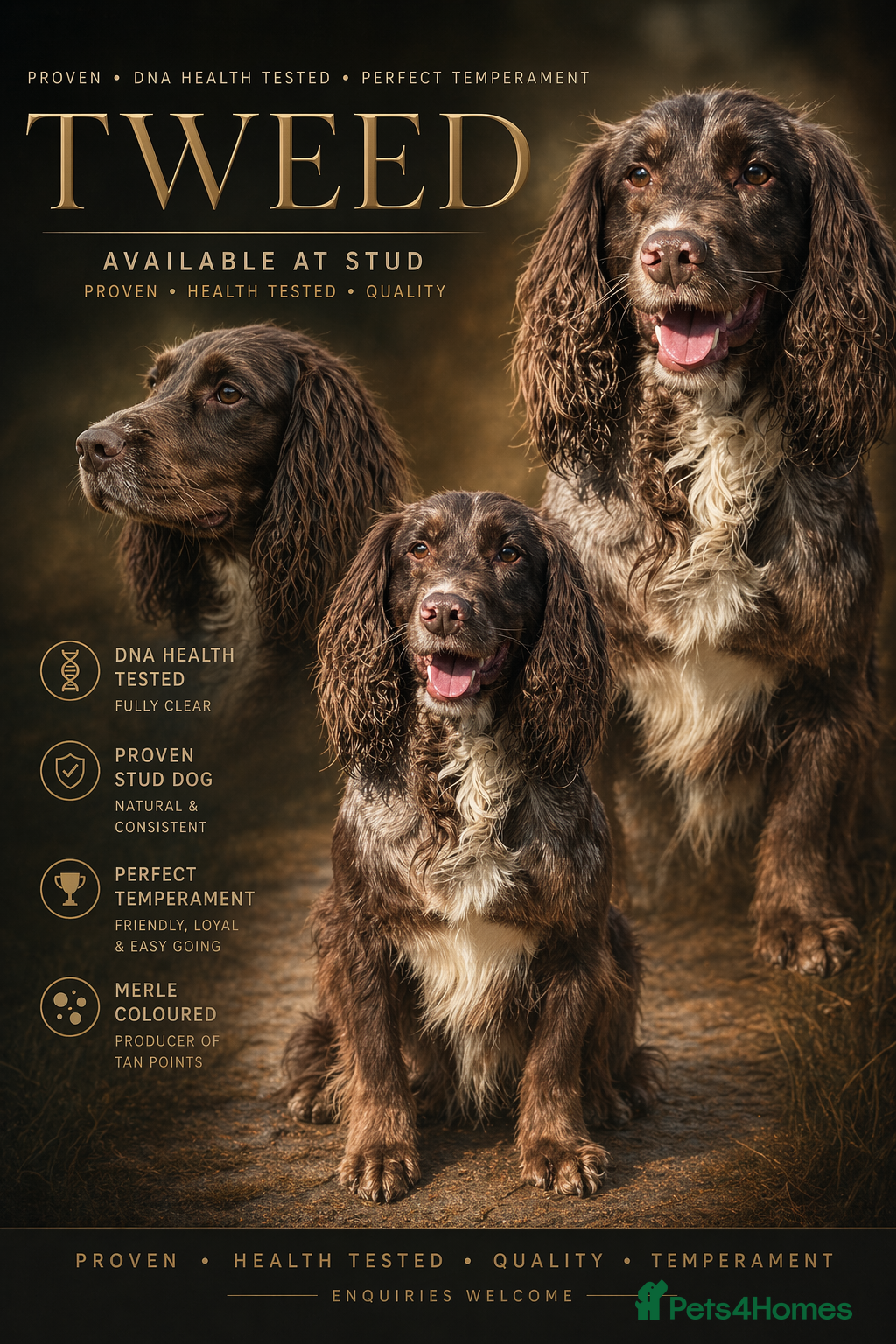 Cocker Spaniel dogs Merle Working cocker spaniel at STUD, DNA tested✅ - Advert 19