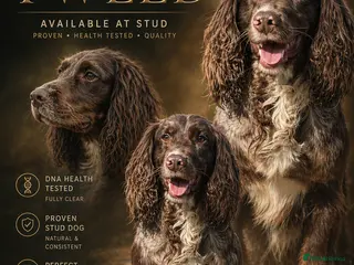 Cocker Spaniel dogs Merle Working cocker spaniel at STUD, DNA tested✅ - Advert 19