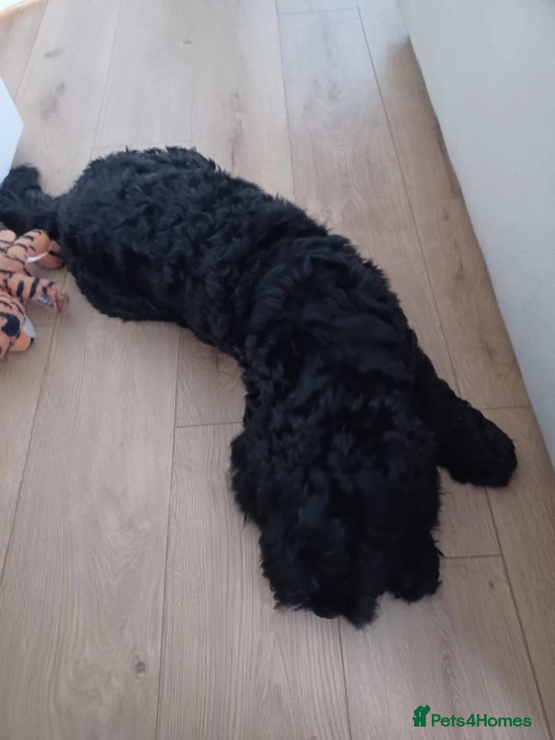 Cockapoo dogs for sale: Male cockapoo looking for a forever home - Advert 8