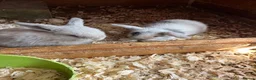 Mini Lop rabbits for sale: Early Summer 2026 - Advert 19