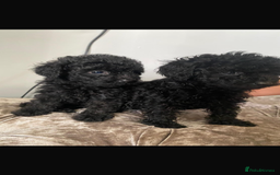 Toy Poodle dogs for sale: Toy poodle puppies - Image 3