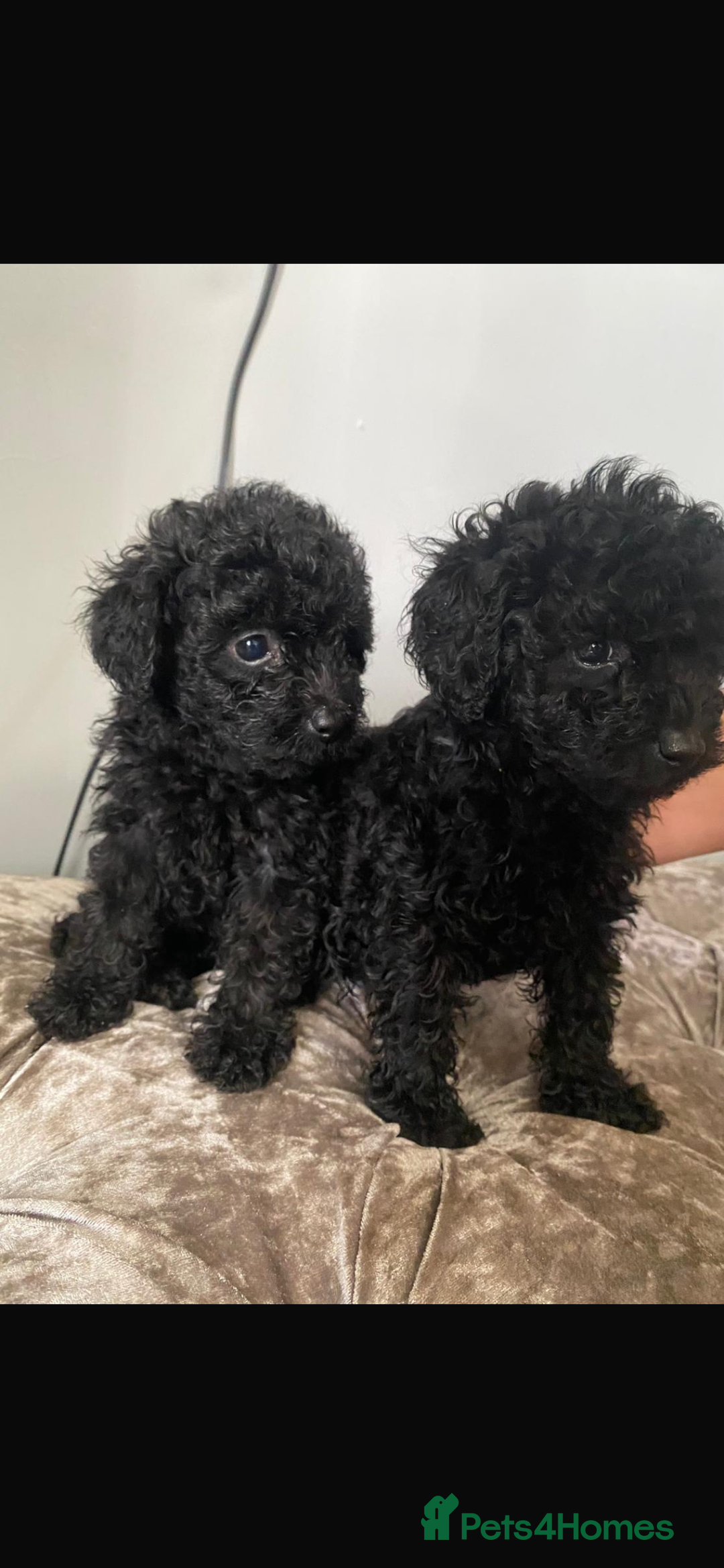 Toy Poodle dogs for sale: Toy poodle puppies - Image 3