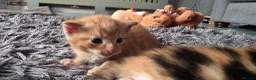 Mixed Breed cats for sale: 1 beautiful girl tortioshell/callico, 1 boy ginger in Gosport - Advert 15