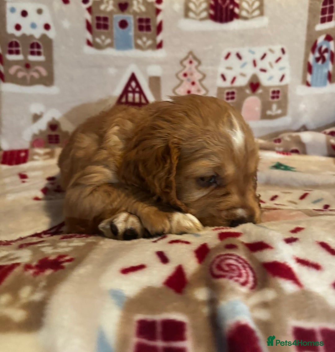 Cocker Spaniel dogs for sale: Beautiful cocker spaniel boys - Advert 6