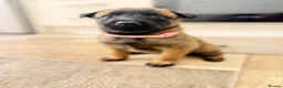 Belgian Shepherd Dog dogs for sale: Beautiful KC Registered Belgian Malinois Puppies - Advert 8