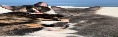 Mixed Breed 4