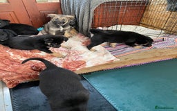 German Shepherd dogs for sale: Outstanding German shepherd pups  - Advert 10