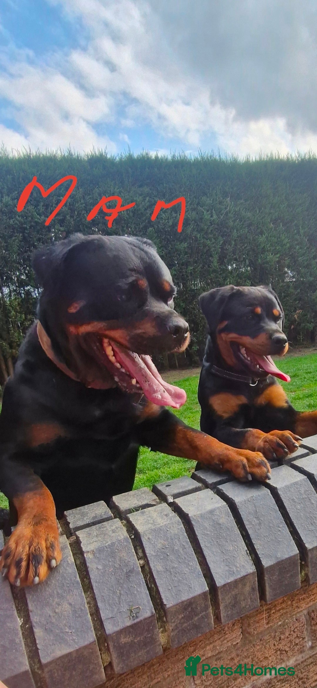 Rottweiler dogs for sale: Fabulous German bloodline pups - Image 4