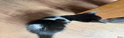 Mixed Breed cats for sale: Two beautiful kittens looking for forever home - Advert 7
