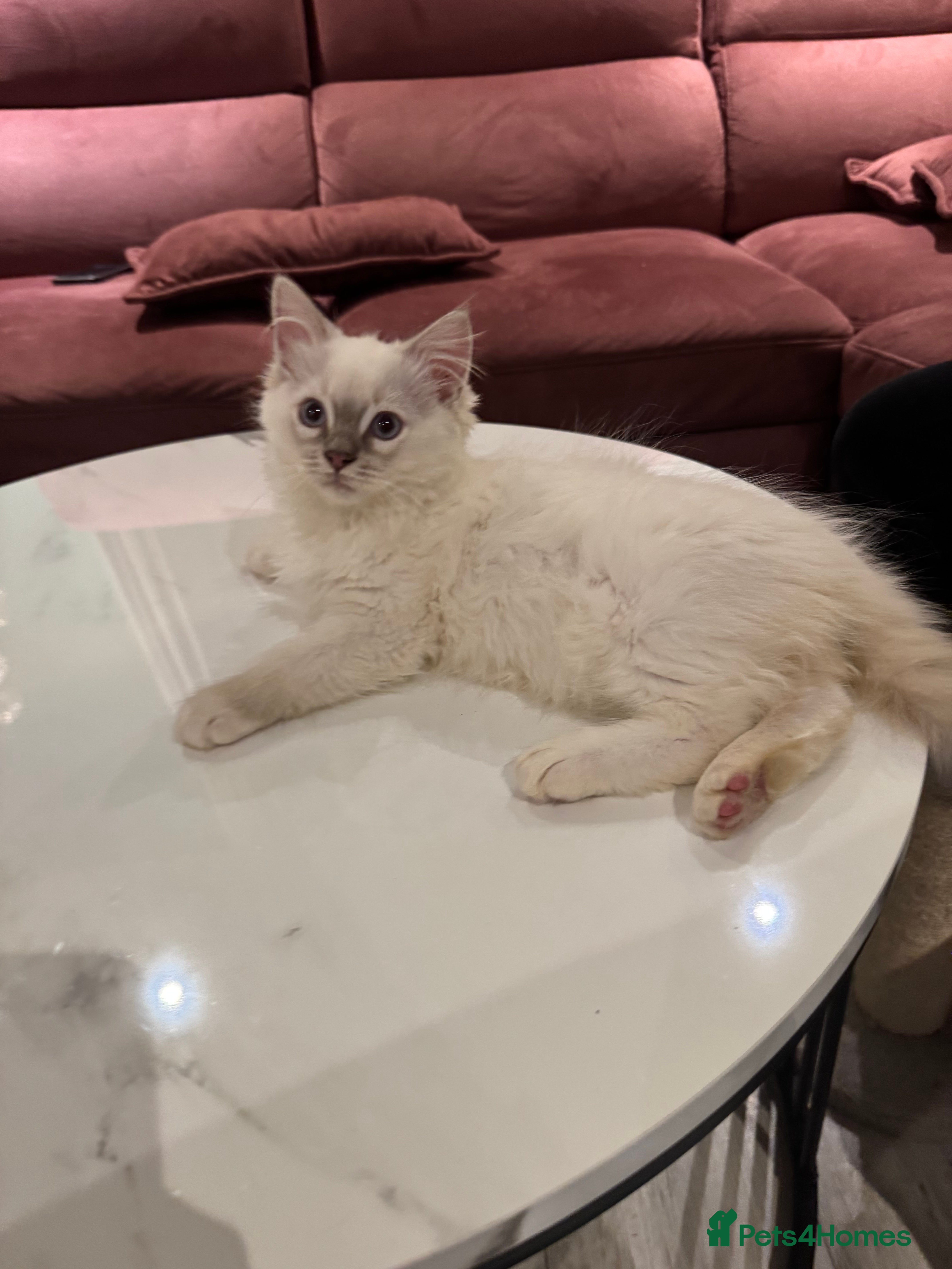 Ragdoll cats Ragdoll kittens  - Advert 17