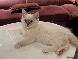 Ragdoll cats Ragdoll kittens - Advert 17