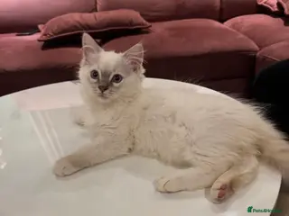 Ragdoll cats Ragdoll kittens - Advert 18