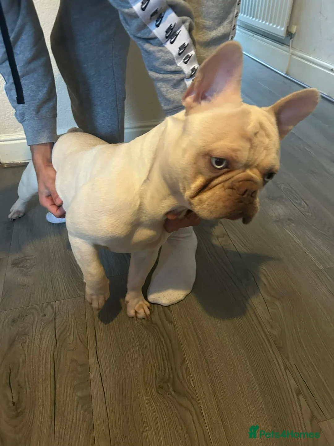 French Bulldog dogs for sale: french bulldog 1 year old  - Advert 2