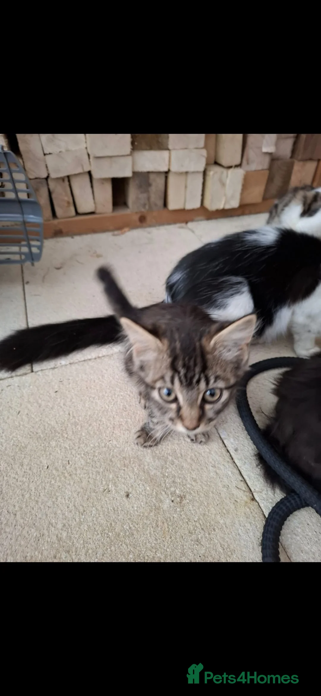 Mixed Breed cats for sale: Fluffy kittens  in Kettering - Advert 4