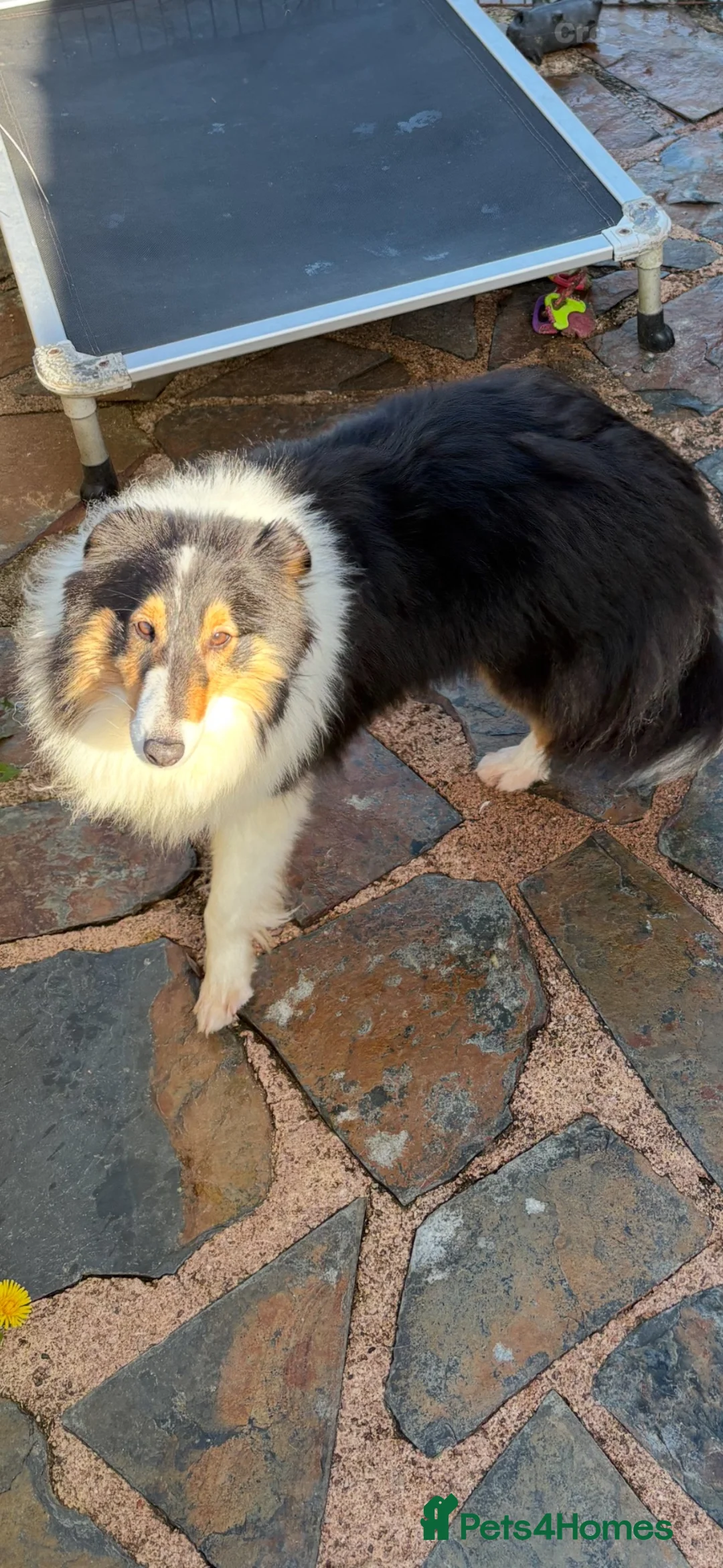 Shetland Sheepdog dogs for sale: Shetland sheepdog puppies  in Crediton - Advert 11